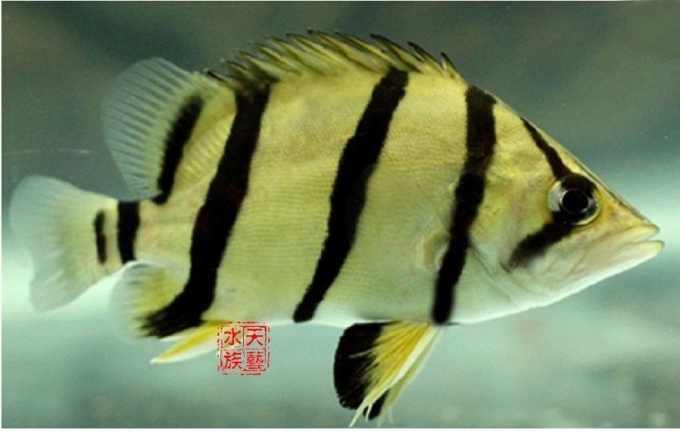 大黑彗星混養(yǎng)龍魚的失敗經(jīng)歷