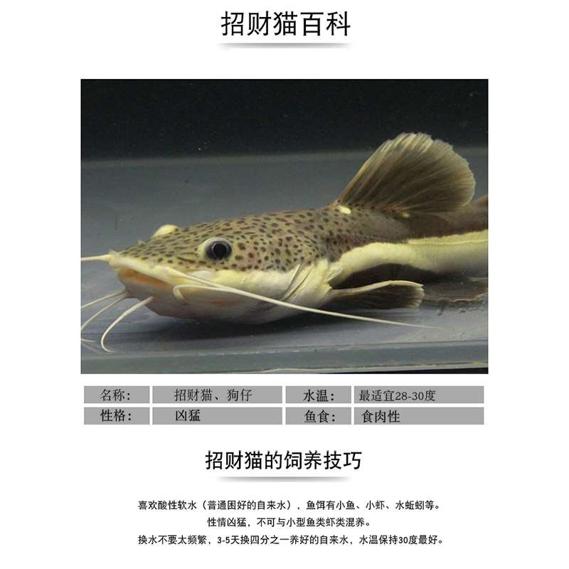 周末大換水全洗棉 黃金招財(cái)貓魚(yú) 第2張