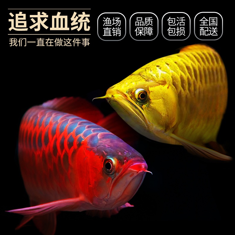 進(jìn)冰箱 印尼紅龍魚 第2張