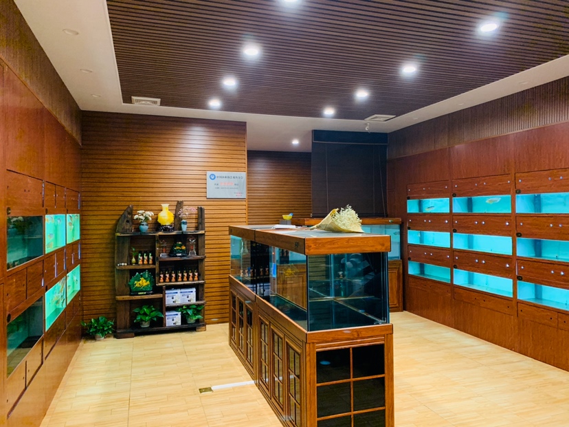 對(duì)比一下:老店&新店 紅老虎魚 第3張