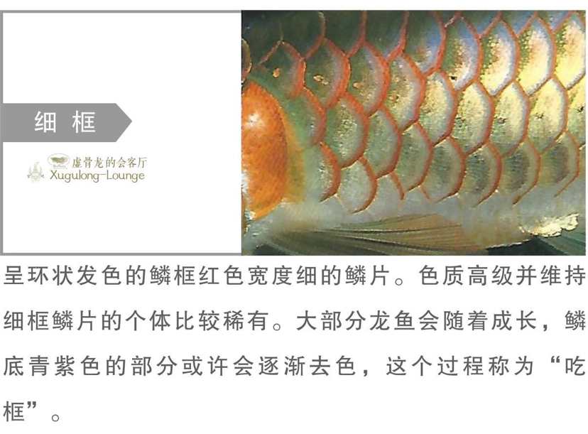 鑒龍之眼2019版連載6 廣州觀賞魚(yú)批發(fā)市場(chǎng) 第3張