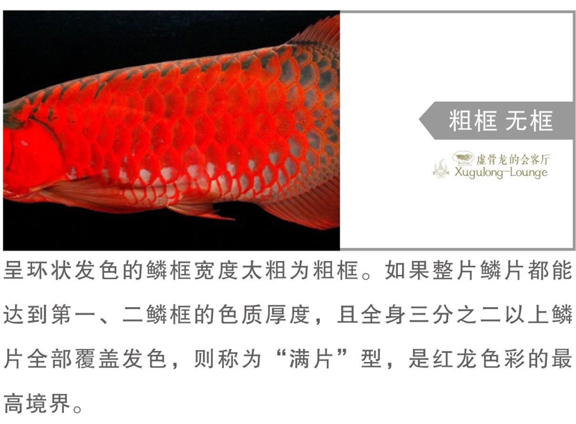 鑒龍之眼2019版連載6 廣州觀賞魚(yú)批發(fā)市場(chǎng) 第2張