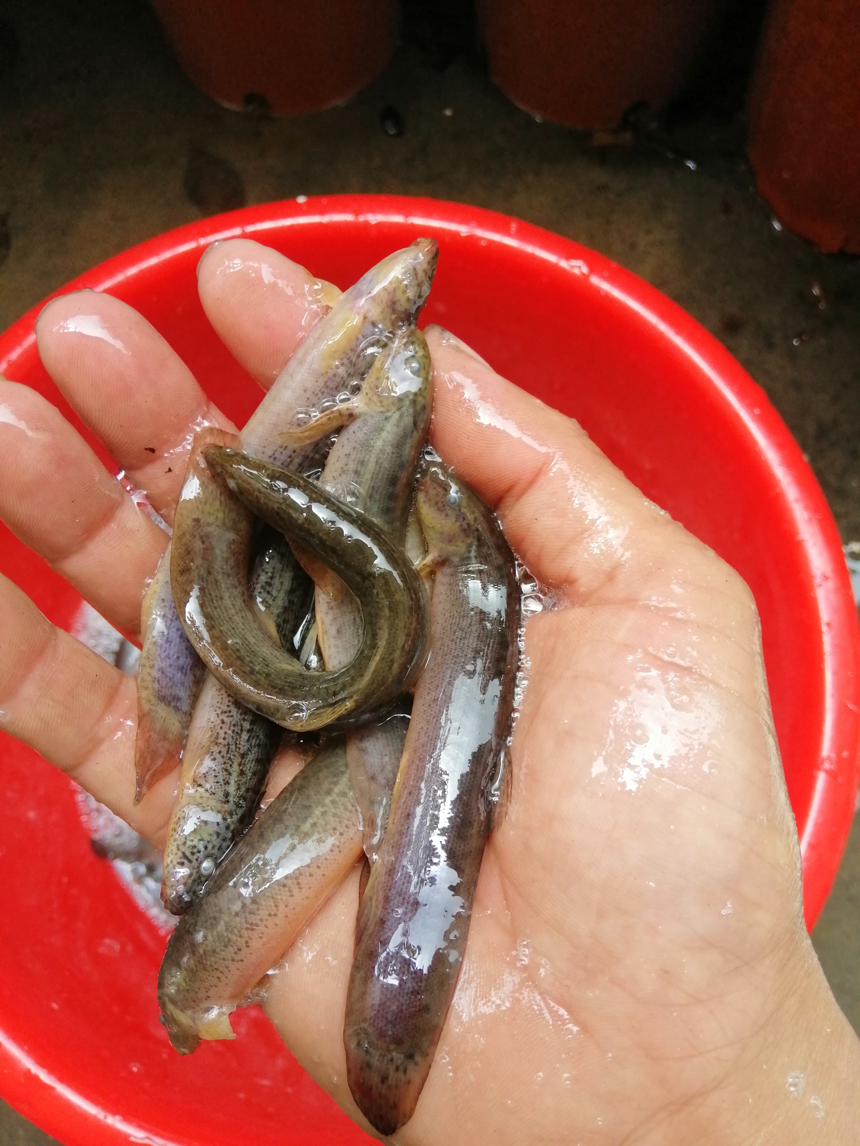 處理魚糧 羅漢魚 第2張