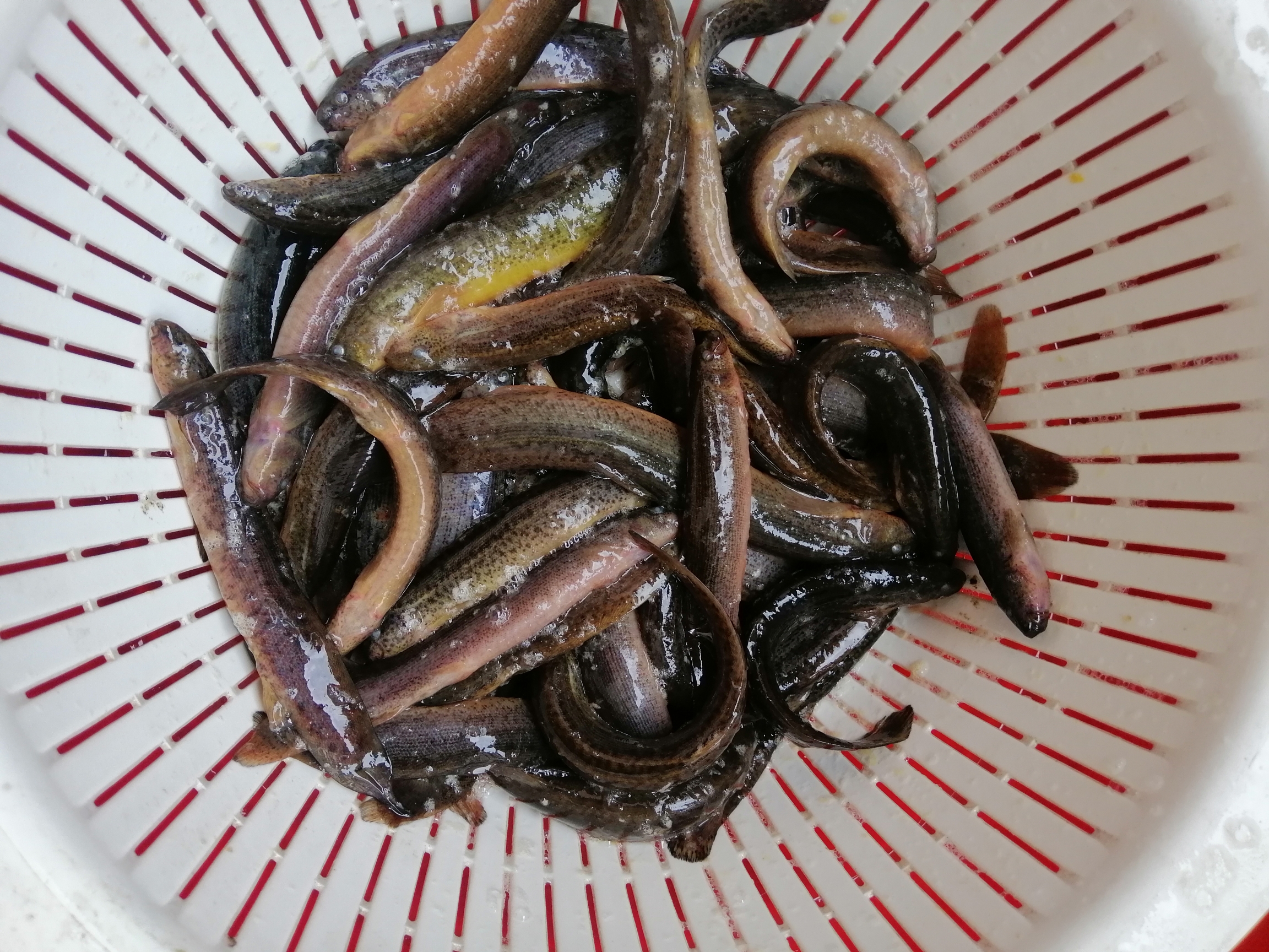 處理魚糧 羅漢魚 第3張