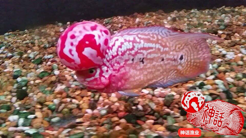 五年后神話再現(xiàn) 金三間魚 第2張