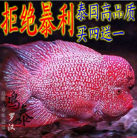 怎樣改良一下？ 羅漢魚(yú)