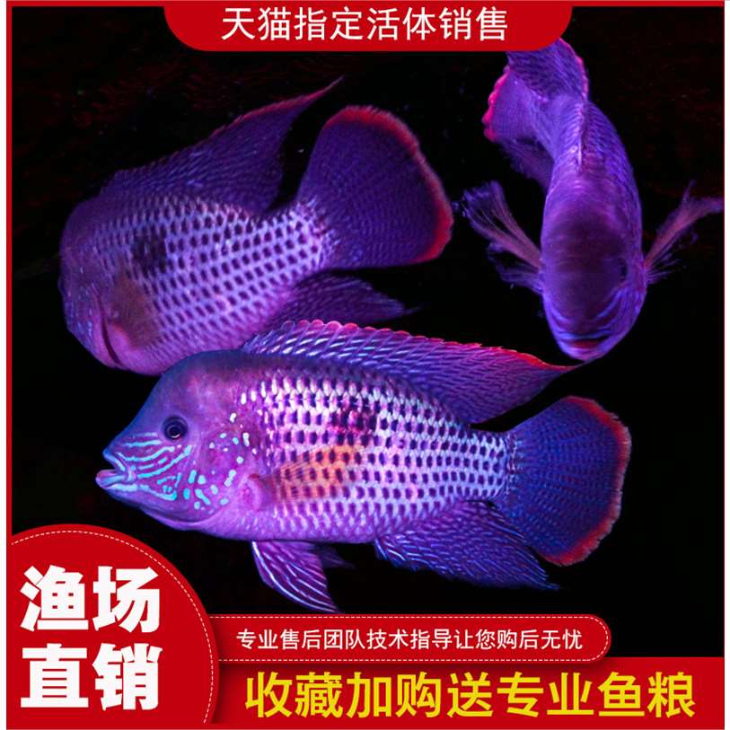 感受生命之美 觀賞魚市場（混養(yǎng)魚） 第2張