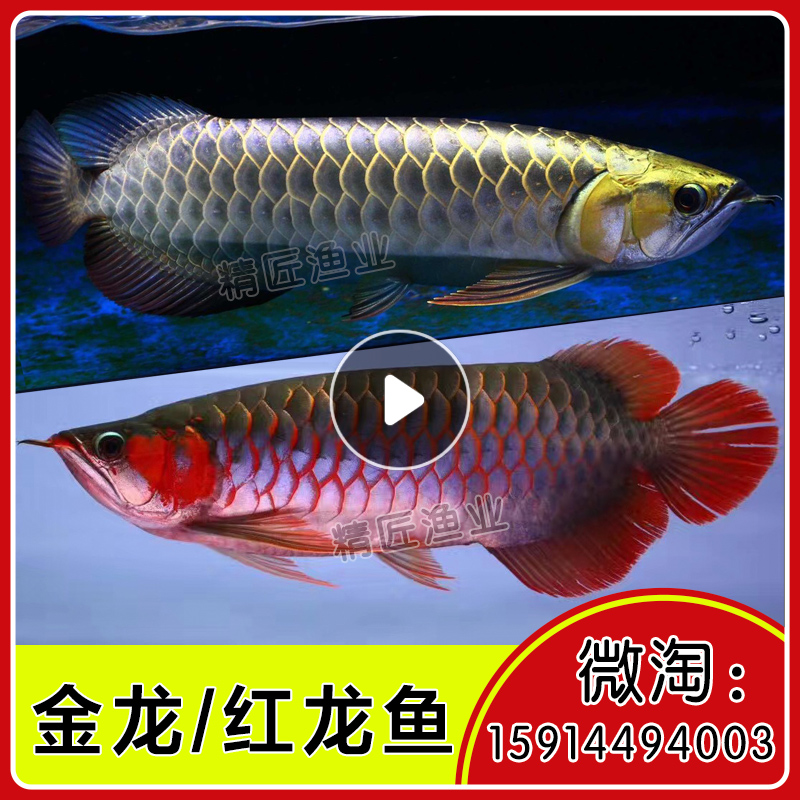 為龍巔添丁 藍(lán)底過背金龍魚 第4張