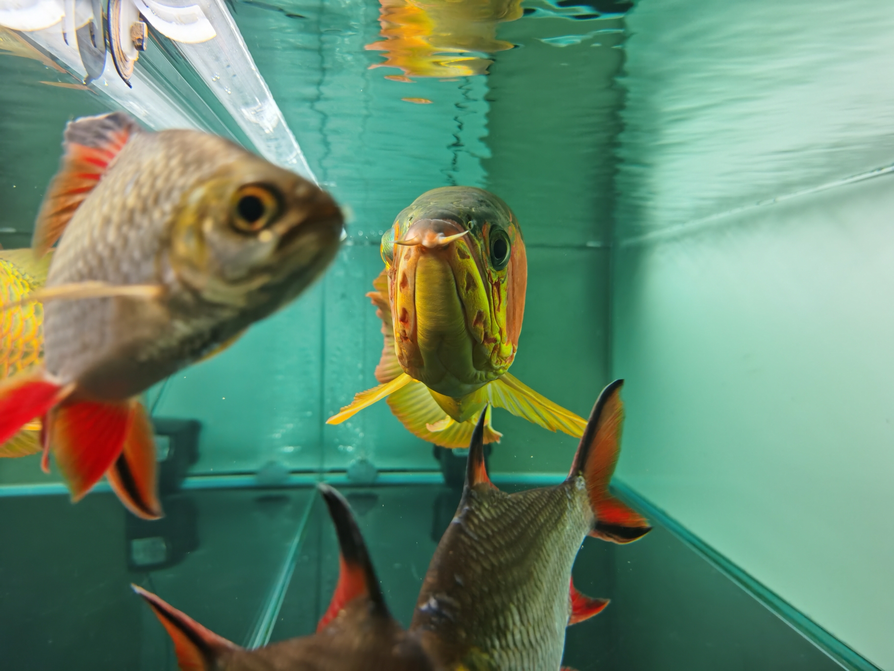 釣魚有約嗎 垂釣樂園 第3張