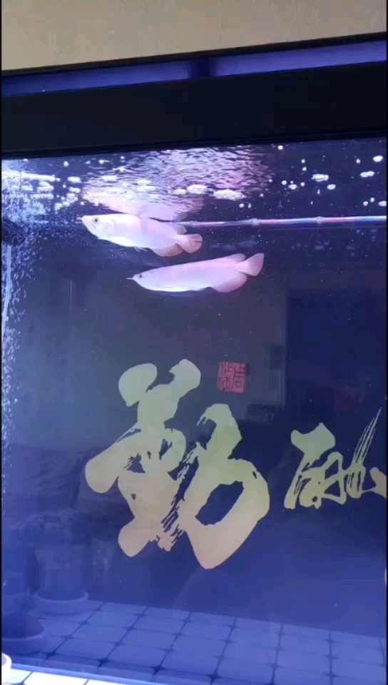 滿月了怎么沒有變化 杰西卡恐龍魚