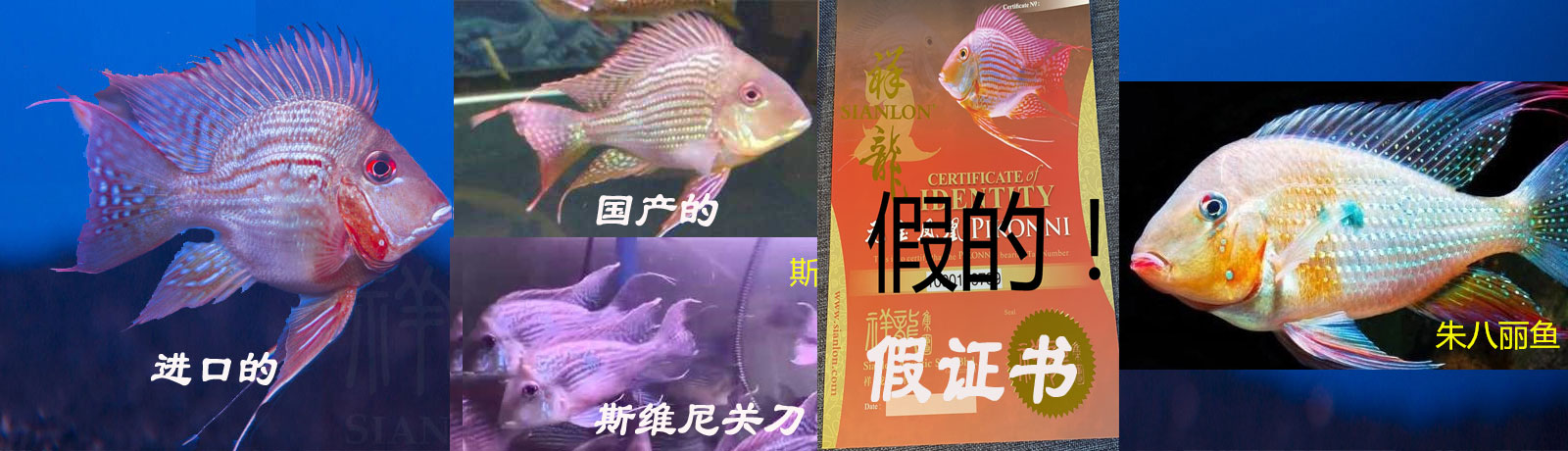 進口元寶鳳凰魚（祥龍魚場）