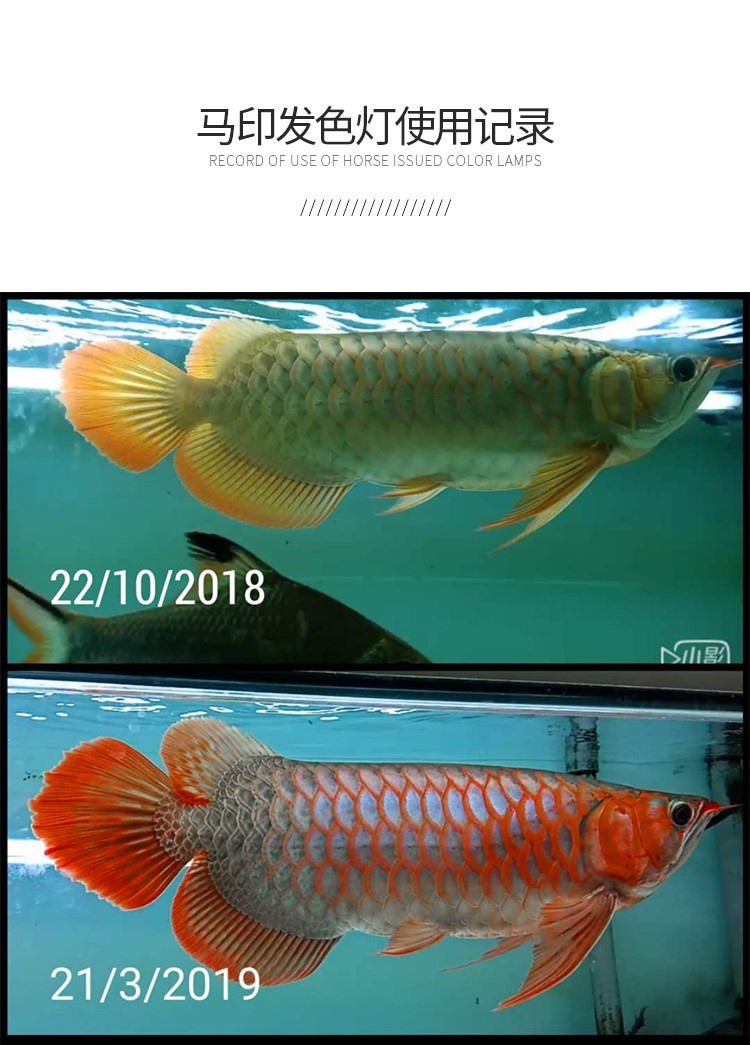 馬印龍魚燈管紅金龍魚專用燈T5潛水燈魚缸水族防水燈照明燈水中燈 馬印水族 第21張