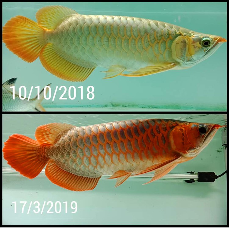 馬印龍魚燈管紅金龍魚專用燈T5潛水燈魚缸水族防水燈照明燈水中燈 馬印水族 第22張