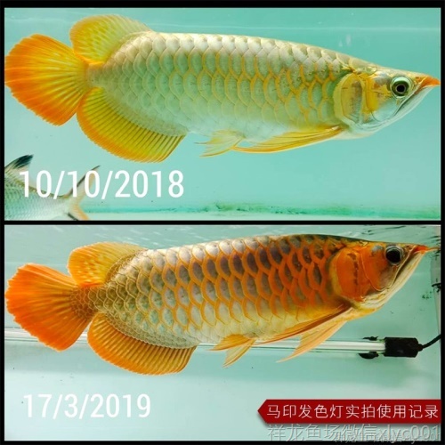 馬印龍魚(yú)燈管紅金龍魚(yú)專用燈T5潛水燈魚(yú)缸水族防水燈照明燈水中燈