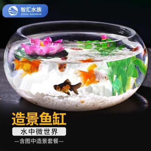 智匯玻璃魚缸圓形水族箱客廳家用小魚缸帶造景金魚缸鼓缸迷你桌面創(chuàng)意烏龜缸加厚透明草缸20鼓缸+造景套裝（彩石+水草+扇貝+貝殼） 烏龜 第9張