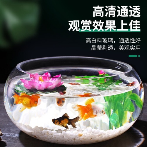 智匯玻璃魚缸圓形水族箱客廳家用小魚缸帶造景金魚缸鼓缸迷你桌面創(chuàng)意烏龜缸加厚透明草缸20鼓缸+造景套裝（彩石+水草+扇貝+貝殼） 烏龜 第6張