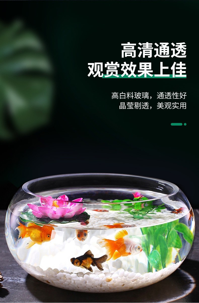 智匯玻璃魚缸圓形水族箱客廳家用小魚缸帶造景金魚缸鼓缸迷你桌面創(chuàng)意烏龜缸加厚透明草缸20鼓缸+造景套裝（彩石+水草+扇貝+貝殼） 烏龜 第32張