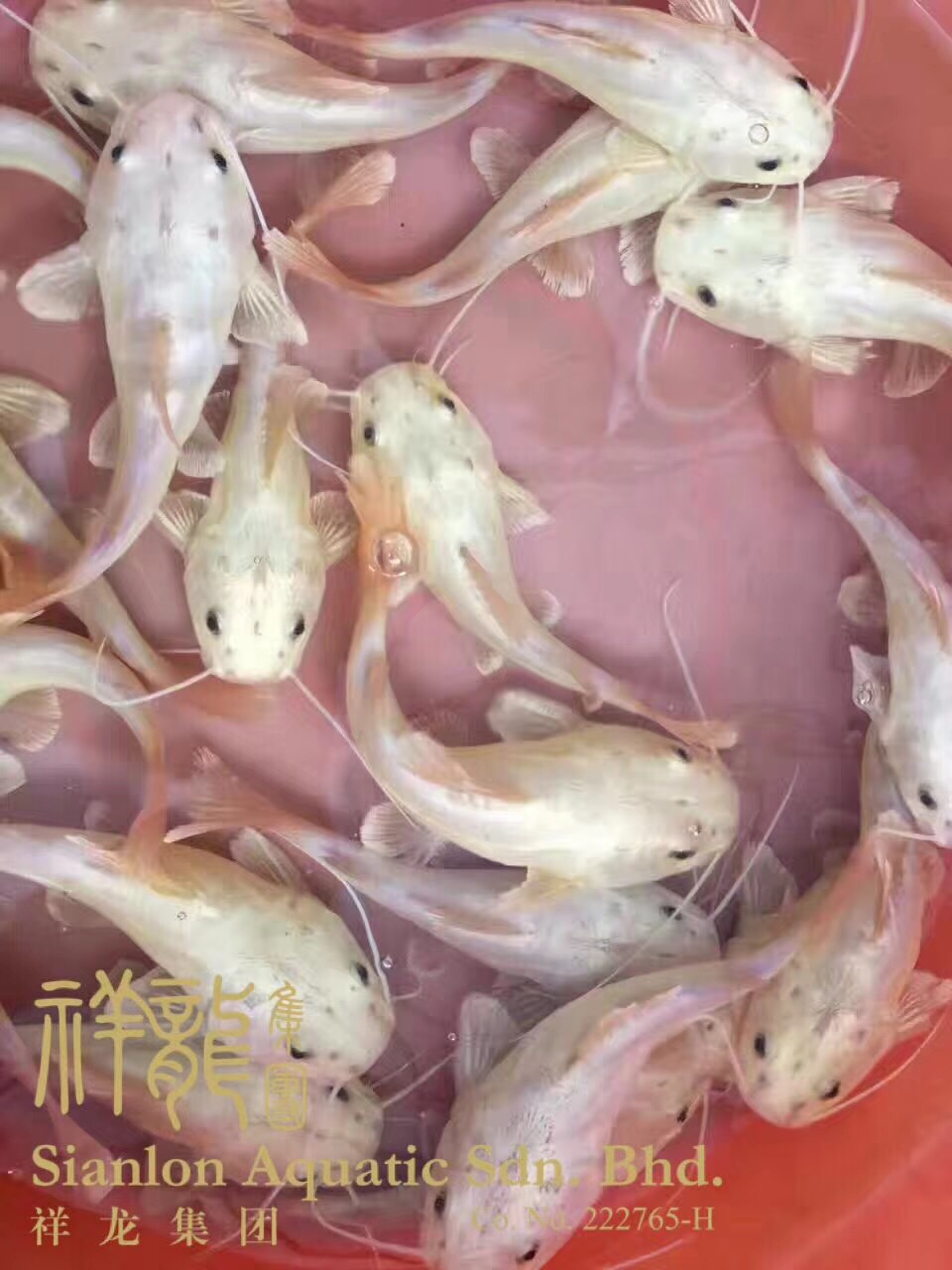 黃金貓魚_黃金貓_混養(yǎng)魚類_混養(yǎng)魚 黃金貓魚百科 第3張