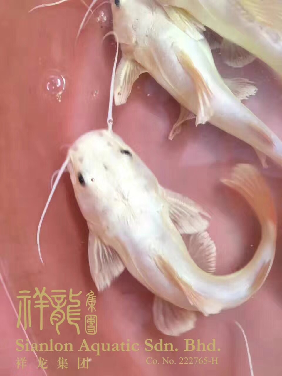 黃金貓魚_黃金貓_混養(yǎng)魚類_混養(yǎng)魚 黃金貓魚百科 第4張