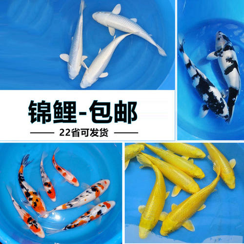 喜萊卡水族箱辦公桌面透明魚缸橢圓金魚缸創(chuàng)意小型造景生態(tài)圓形魚缸客梯家用浮法玻璃魚缸熱帶魚缸懶人魚缸 魚缸/水族箱 第112張