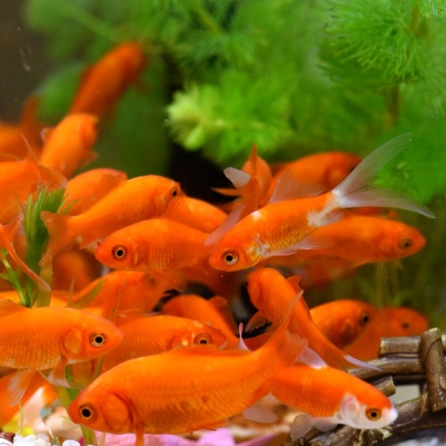 魚多趣錦鯽12條（3:5cm）活體草金魚 觀賞魚市場（混養(yǎng)魚） 第7張