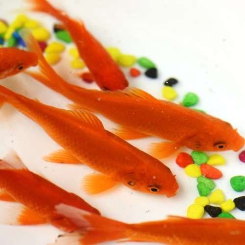 魚多趣錦鯽12條（3:5cm）活體草金魚 觀賞魚市場（混養(yǎng)魚） 第8張