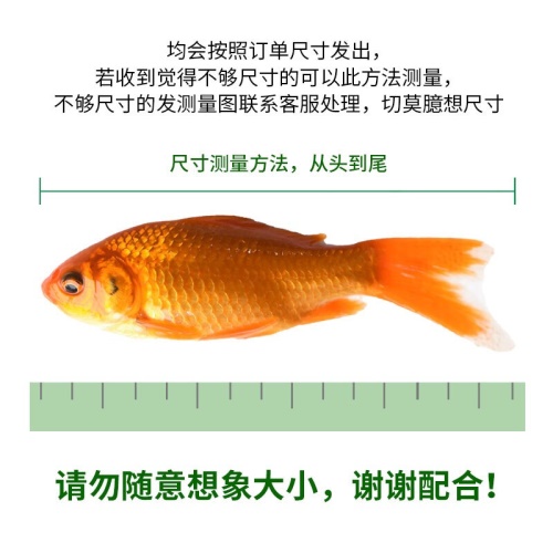 魚多趣錦鯽12條（3:5cm）活體草金魚 觀賞魚市場（混養(yǎng)魚） 第4張