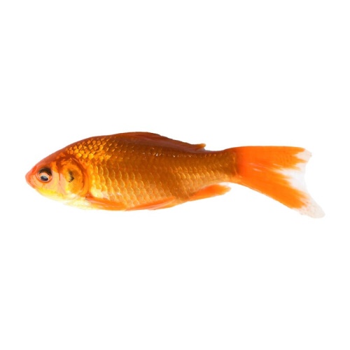 魚多趣錦鯽12條（3:5cm）活體草金魚 觀賞魚市場（混養(yǎng)魚） 第9張