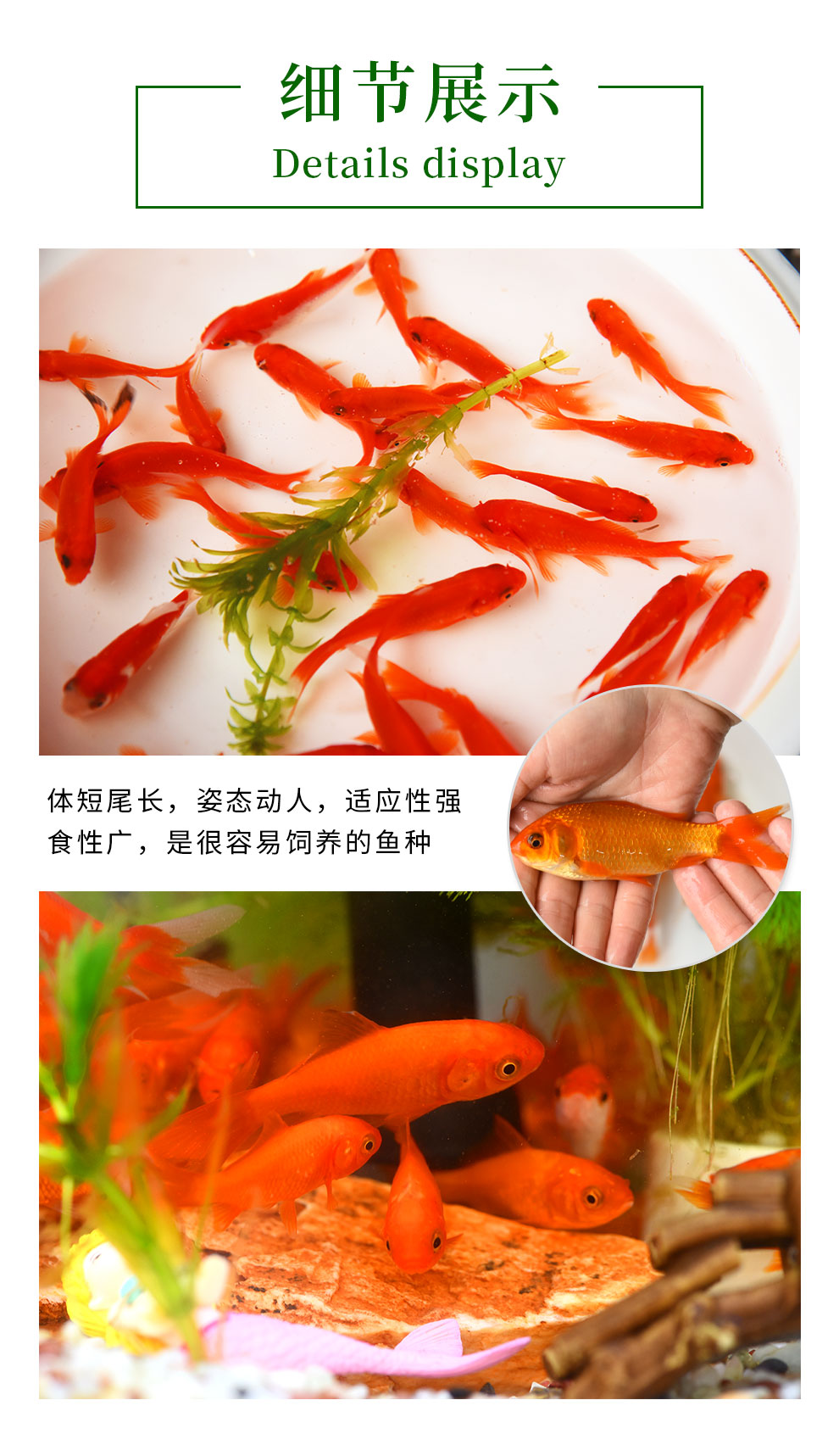 魚多趣錦鯽12條（3:5cm）活體草金魚 觀賞魚市場（混養(yǎng)魚） 第85張