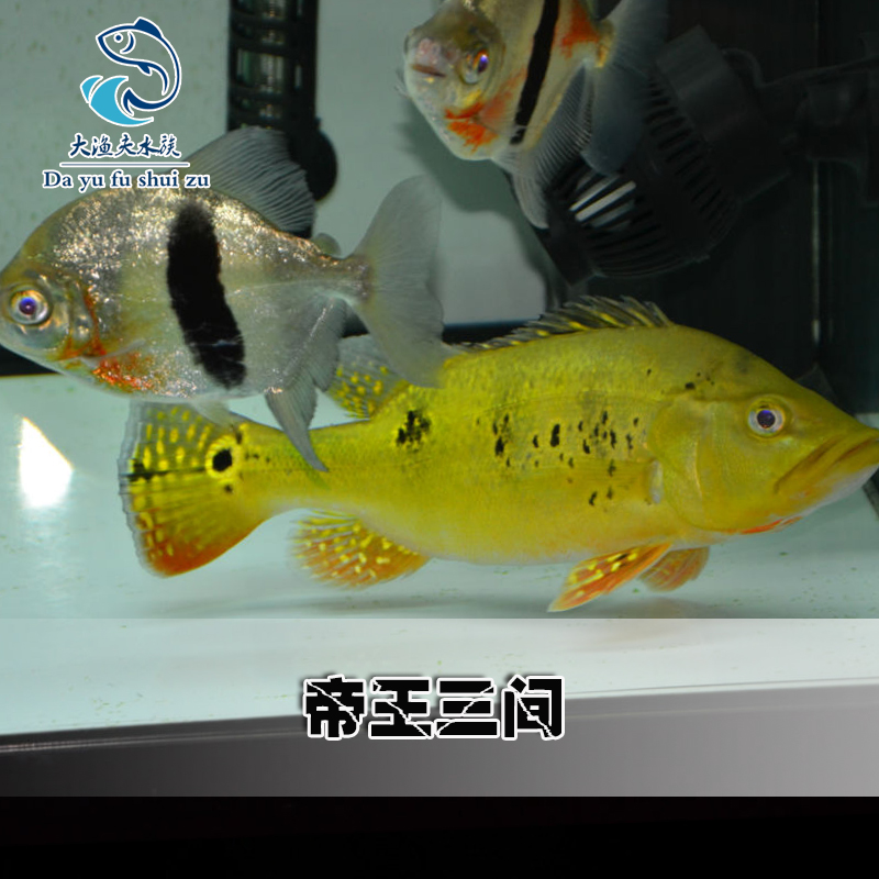 佳璐森森超白浮法水草魚缸免換水族箱懶人生態(tài)魚缸小型水族箱超白玻璃50cm長水草超白缸燈 魚缸/水族箱 第89張