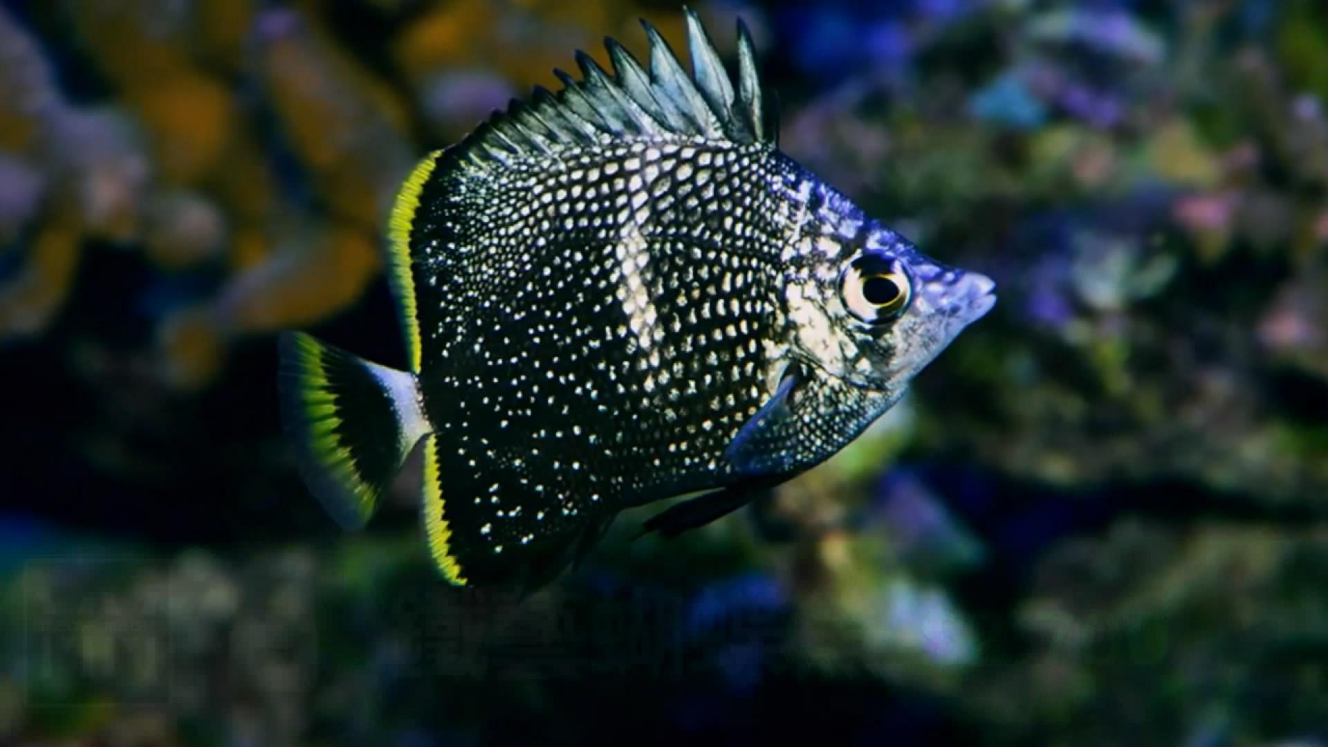 5條18公分的魚(yú)膽子小不怎么吃食就吃幾個(gè)小草魚(yú)如何改口