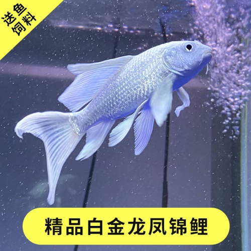 黃金錦鯉魚觀賞魚冷水魚金魚活體黃鯉魚招財(cái)魚風(fēng)水魚黃金龍鳳錦鯉 魚缸風(fēng)水 第15張