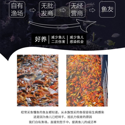 黃金錦鯉魚觀賞魚冷水魚金魚活體黃鯉魚招財(cái)魚風(fēng)水魚黃金龍鳳錦鯉 魚缸風(fēng)水 第3張