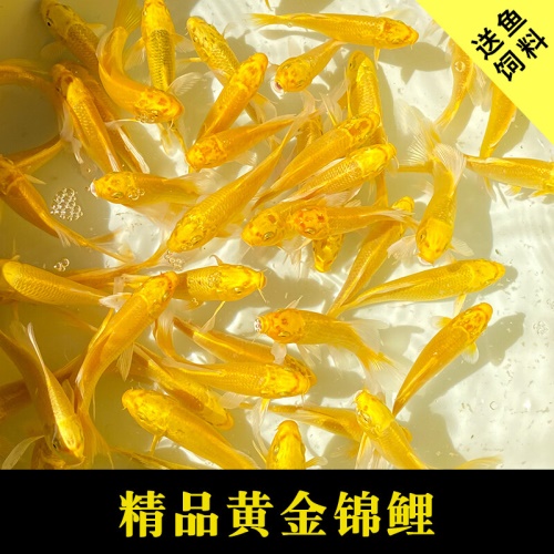 黃金錦鯉魚觀賞魚冷水魚金魚活體黃鯉魚招財(cái)魚風(fēng)水魚黃金龍鳳錦鯉 魚缸風(fēng)水 第2張