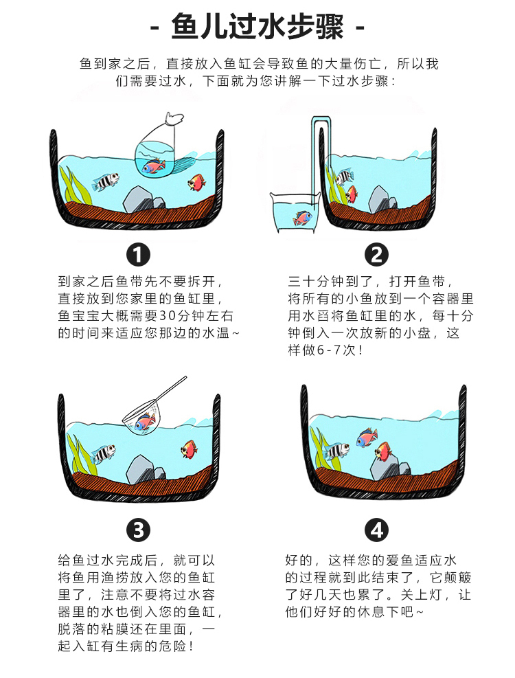 黃金錦鯉魚觀賞魚冷水魚金魚活體黃鯉魚招財(cái)魚風(fēng)水魚黃金龍鳳錦鯉 魚缸風(fēng)水 第88張