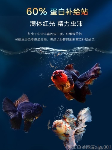 百因美紅蟲干魚食飼料觀賞魚熱帶魚小型魚金魚凍紅蟲冰凍飼料新鮮 戰(zhàn)車紅龍魚 第6張