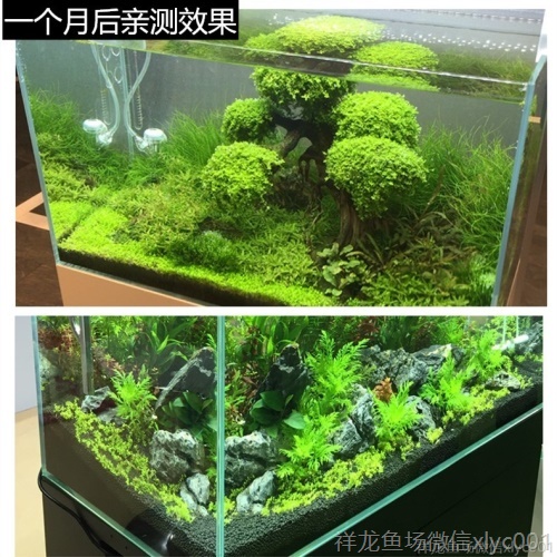 日本魚缸裝飾水草泥森森魚缸草缸土草缸造景底砂套餐陶粒不渾水 水草 第18張