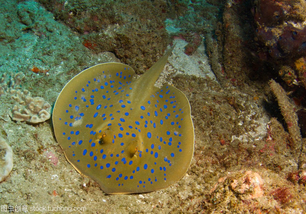 美國貝立海魚缸水族箱外置過濾桶器原裝生化棉現(xiàn)貨ECEF1500配件 魚缸/水族箱 第13張