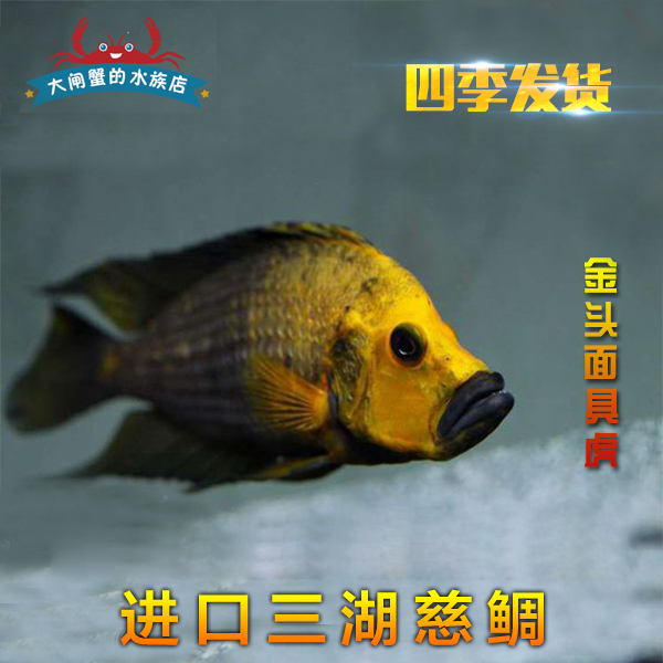 來(lái)一波 虎魚(yú)百科