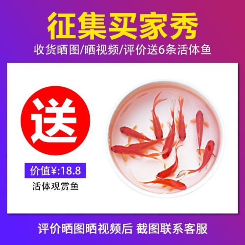 畫法幾何桌面生態(tài)懶人魚缸C180基礎(chǔ)款上過濾帶燈底砂棉支持一鍵換水USB供電長29cm長 銀河星鉆魚 第3張