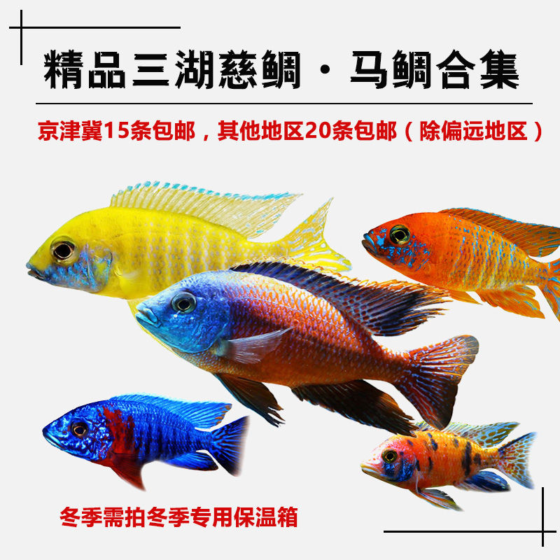 停電了神器派上用場(chǎng)了 慈雕魚 第2張