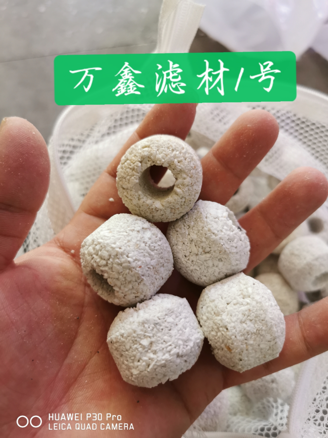 高端魚的必備品 埃及神仙魚 第5張