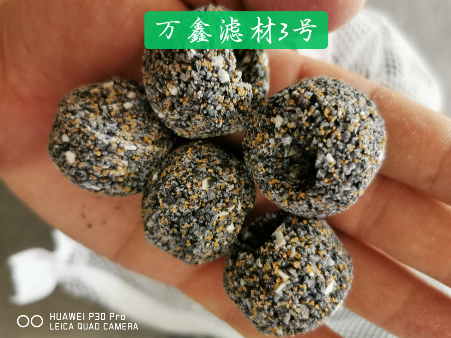 高端魚的必備品 埃及神仙魚 第7張