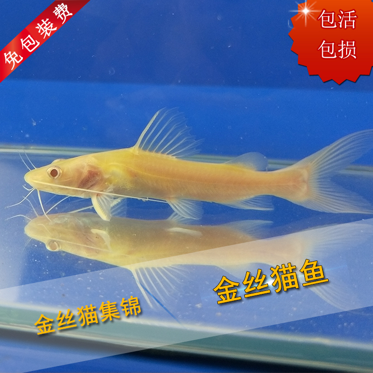 龍魚頭上的凸起物是什么？