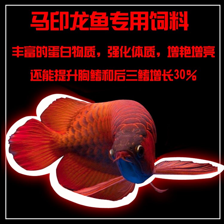 馬印龍魚飼料金龍魚飼料龍魚飼料專用魚食紅龍魚飼料龍魚飼料活體 馬印水族 第27張