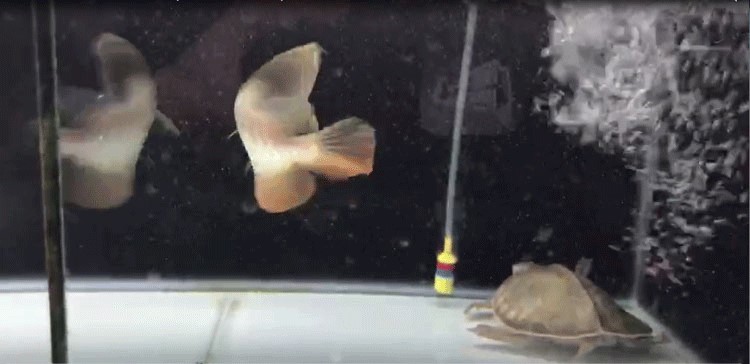 馬印龍魚飼料金龍魚飼料龍魚飼料專用魚食紅龍魚飼料龍魚飼料活體 馬印水族 第24張