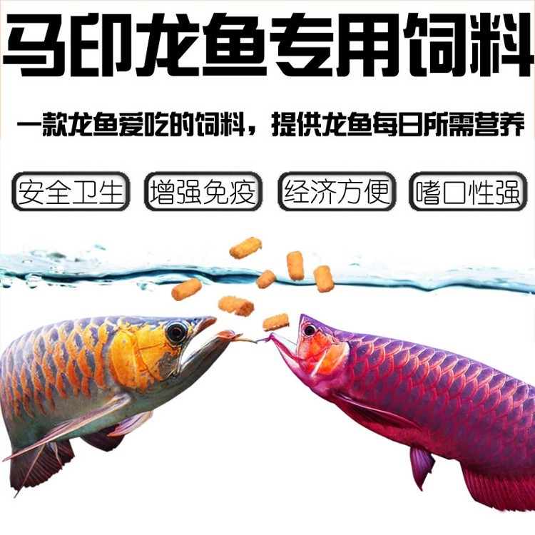 馬印龍魚飼料金龍魚飼料龍魚飼料專用魚食紅龍魚飼料龍魚飼料活體 馬印水族 第17張