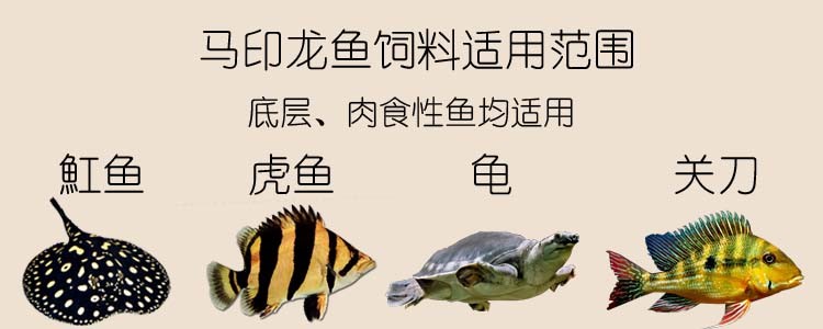 馬印龍魚飼料金龍魚飼料龍魚飼料專用魚食紅龍魚飼料龍魚飼料活體 馬印水族 第18張