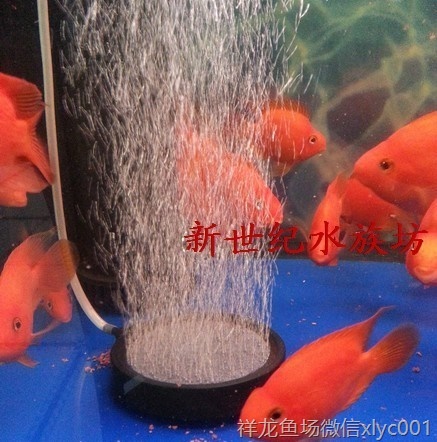 高溫?zé)Y(jié)氣盤石高級(jí)氣泡盤魚(yú)缸增氧氣泡石堅(jiān)硬邊框盤超靜音