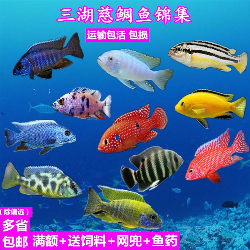 各位魚友大家好請問下家里沒人停電28個小時把家里的魚整死了和電力公司打官司能打贏嗎？因為工電